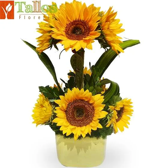 Arreglo floral de girasoles en base de cerámica color amarillo ideal para regalo alegre y especial para cumpleaños o cualquier ocasión con delivery en Lima